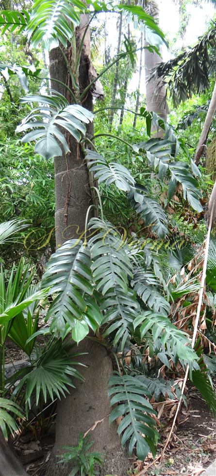  Plant